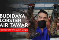 budidaya-lobster-air-tawar