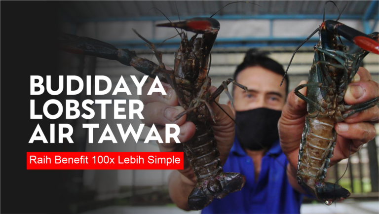 Budidaya Lobster Air Tawar, Raih Benefit 100x Lebih Simple